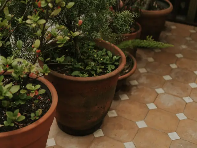 Terracotta octagon floor tiles with potted plants