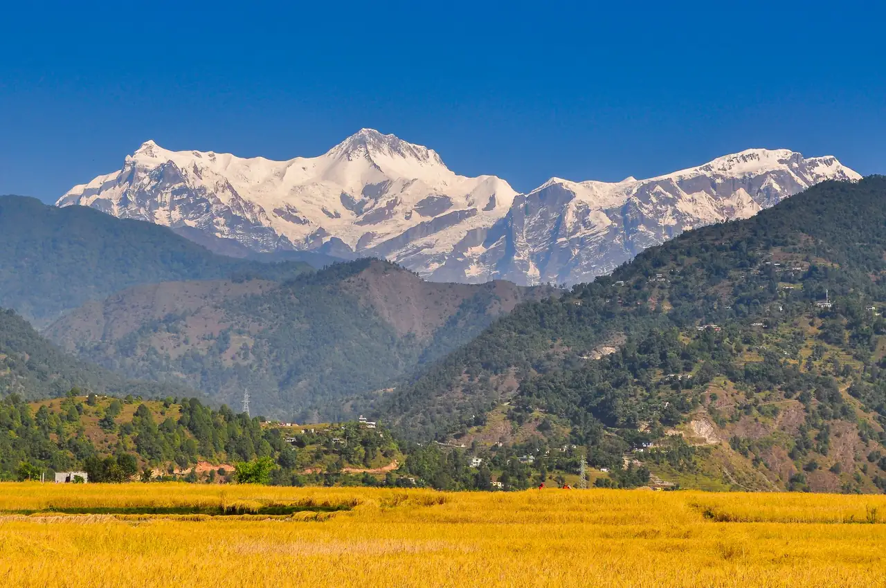 The Annapurna range under a clear blue midday sky, above forested hills and golden rice fields near Pokhara