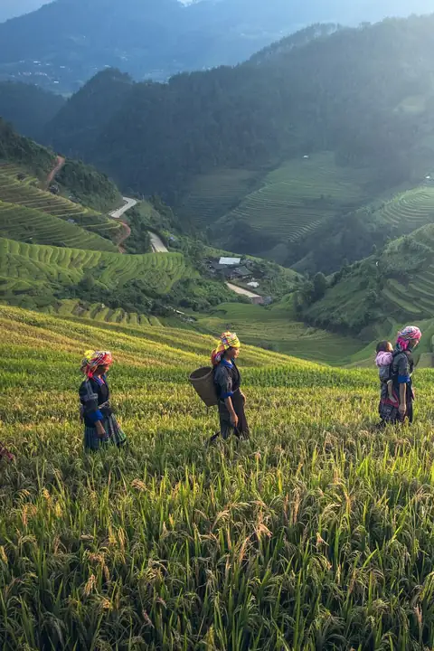 Farmers walking through golden rice terraces at harvest time in the hills of Sapa, Vietnam